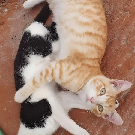 빌라 El Gato Genial Lomo de Mena